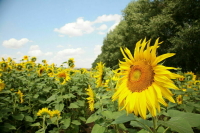 Путин поручил оказать дополнительную поддержку аграриям новых регионов