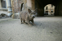 Совфед одобрил закон о штрафах за выброшенных домашних животных