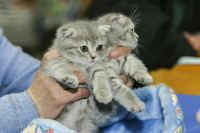 В России ввели требования к содержанию животных в зоомагазинах