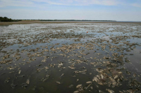 Рогов заявил о резком сокращении ширины Каховского водохранилища