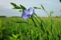 В Новосибирской области из-за экстремальной жары погибли посевы льна