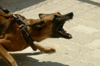 Владельцев собак потенциально опасных пород предложили обязать получать лицензию