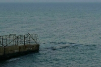 В морской воде в Одессе обнаружен холеровидный вибрион