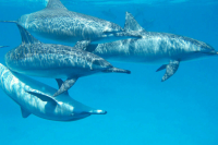 Госдума рассмотрит во втором чтении законопроект о запрете вылова дельфинов