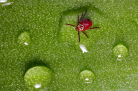 Первый в 2023 году случай конго-крымской лихорадки выявлен в Казахстане