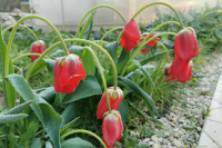 Синоптик предупредил жителей Центральной России о ночных заморозках 