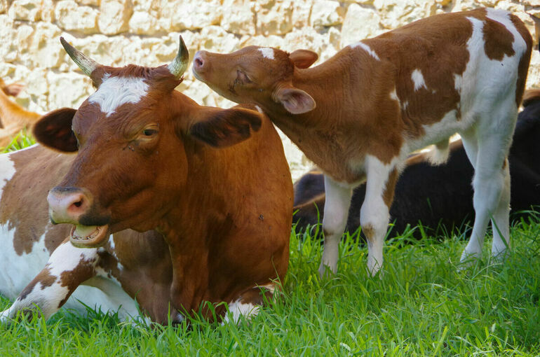 На Кубани поголовье скота выросло более чем на 33 тысячи голов
