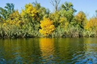 Сальдо заявил об экокатастрофе в нижнем течении Днепра