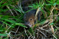 В Башкирии резко выросла заболеваемость «мышиной лихорадкой»