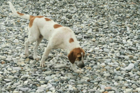 Госдума может 18 июля рассмотреть законопроект о бездомных животных в регионах