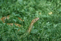 Зоолог назвал причину нашествия змей в Новой Москве