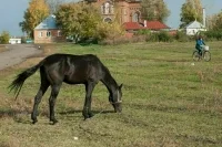 Вирусолог заявил, что Туве не угрожает вспышка сибирской язвы