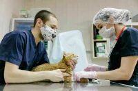 Ветеринаров просят не учить заочно