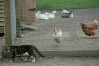 Сколько кур можно держать на даче, хотят определить в законе