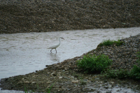 В Абхазии туристку из Москвы унесло течением
