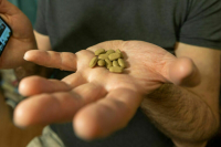 Комитет Госдумы поддержал наказание за лекарственное опьянение водителей