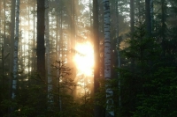 К защите лесов от пожаров подойдут по-новому