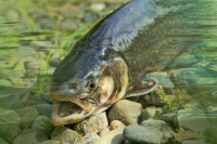 Госдума уточнила правила добычи горбуши и семги 