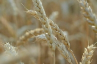 Производители минеральных удобрений разделяют успехи аграриев