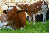 Депутаты Кубани изменили законодательство в области ветеринарии