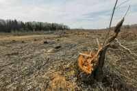 В защитных лесах предложили разрешить рубки ухода