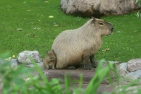 Из-за непогоды в Москве закрылись парки культуры и зоопарк