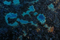 В Петербурге обнаружили разлив кислоты