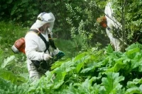 В Госдуме предложили обсудить повышение штрафов за отсутствие борьбы с борщевиком