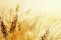 В МИД РФ заявили о работе над новыми маршрутами поставок зерна странам Африки