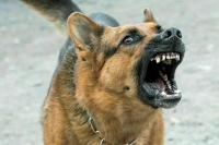 Собачников предложили штрафовать за нежелание надевать своим питомцам намордники