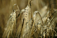 МИД: Переговоры по продлению зерновой сделки не ведутся