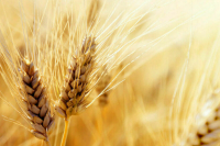 Путин: Россия готова направить зерно нуждающимся странам Африки безвозмездно