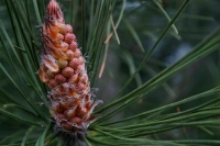 Уничтожение зеленых насаждений предложили компенсировать