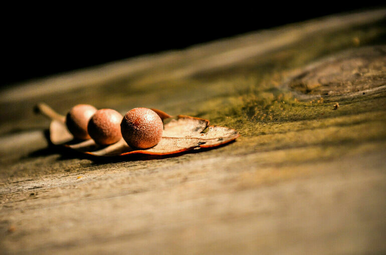 Правила испытаний сортов растений предложили уточнить