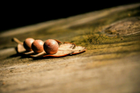 Правила испытаний сортов растений предложили уточнить