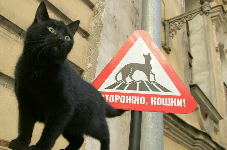 Кошкам больше нельзя гулять без хозяина