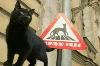 Кошкам больше нельзя гулять без хозяина