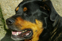 В Нижегородской области завели дело после нападения собаки на ребенка