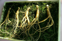 За уничтожение женьшеня и родиолы розовой предложили наказывать уголовно