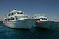 В Египте закрыли пляжи Дахаба из-за акулы