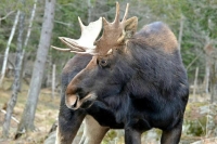 На МКАД машина сбила лося