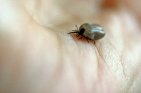 В России продолжают выявлять случаи клещевого энцефалита