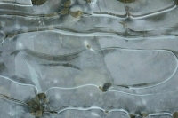 Вильфанд предупредил о заморозках в европейской части России