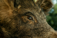 В Приморье выявили очаг африканской чумы свиней