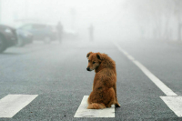 В Москве из-за тумана объявили желтый уровень погодной опасности