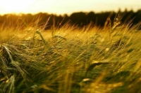 Россия с 30 августа понизит пошлину на экспорт пшеницы