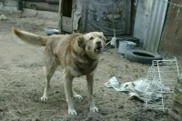В Ставрополе бездомная собака укусила девочку за лицо