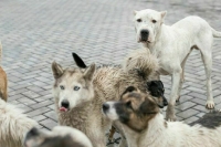 В Махачкале от нападения стаи собак пострадал ребенок