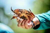 Росрыболовство проведет тестовый крабовый аукцион в сентябре