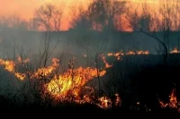 Лес в Геленджике загорелся из-за нарушений правил пожарной безопасности